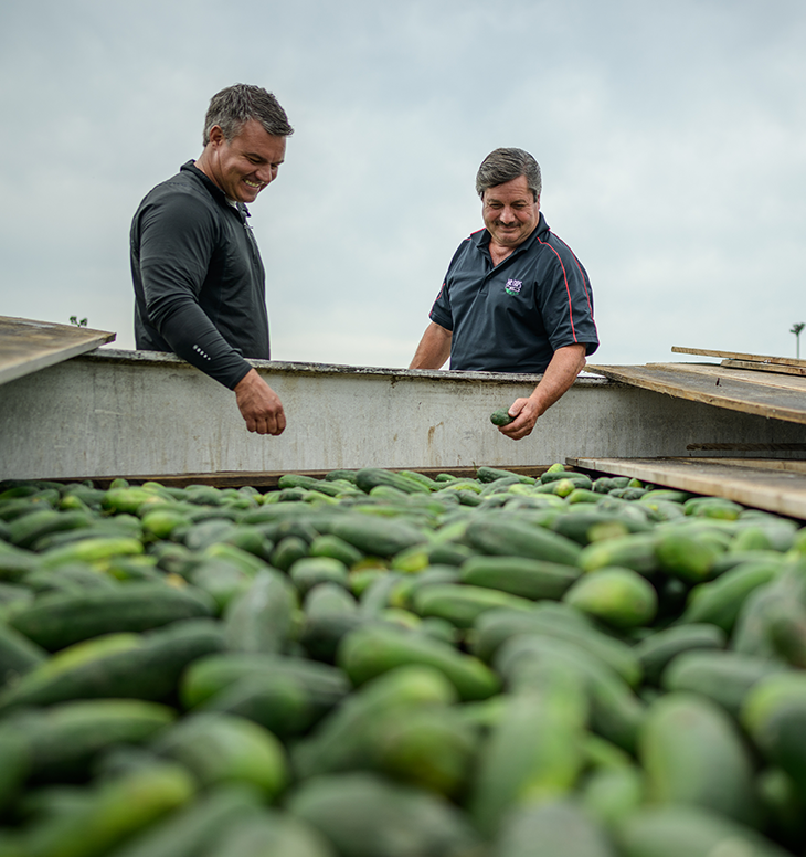Employees at Mr Chips Pickles in Pinconning Michigan analyze some of the fresh cucumbers being brined in large vats.