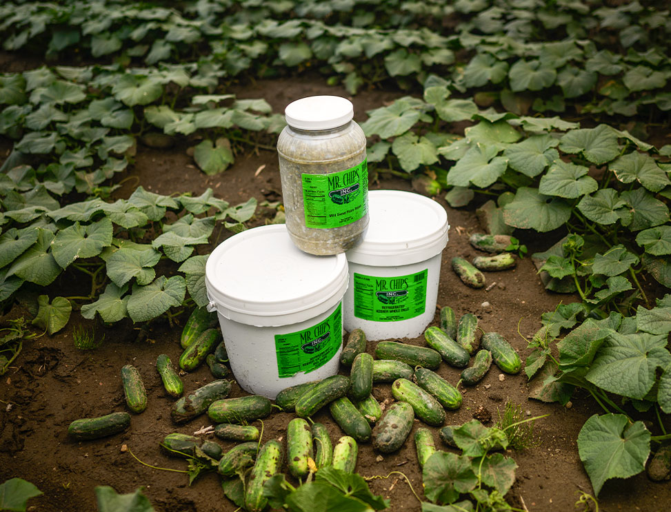 Three containers of Mr. Chips pickles in a field of freshly grown cucumbers.